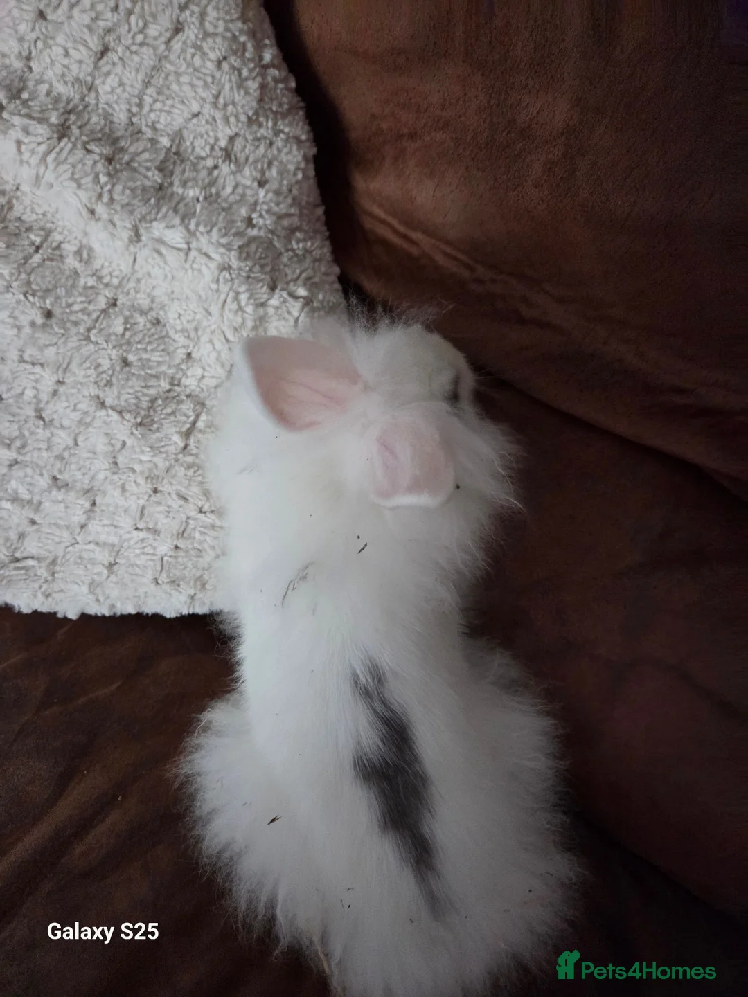 Mini Lion Lop rabbits for sale: Lion lop - Advert 3
