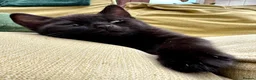 British Shorthair cats for sale: British Shorthair kittens - Advert 23
