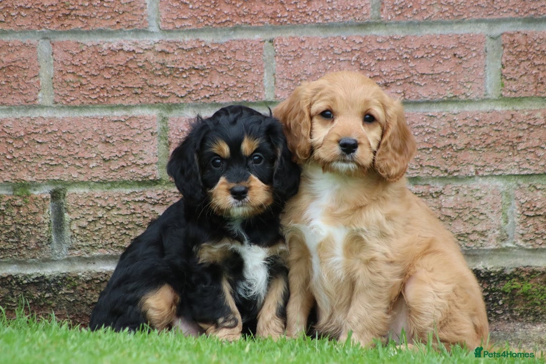 Cavapoo dogs for sale: F1 Cavapoo puppies for sale - Image 17