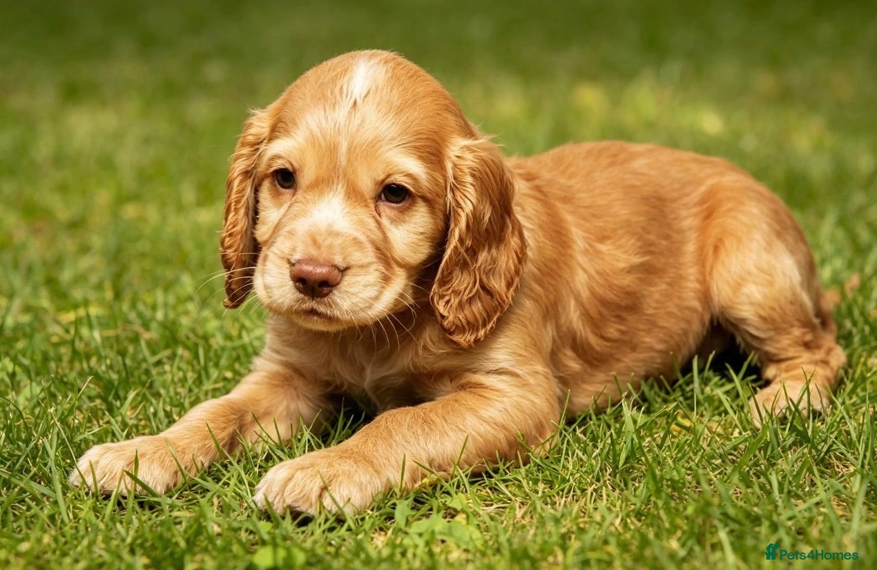 Cocker Spaniel dogs 2 amazing boys available ready now!  - Advert 2