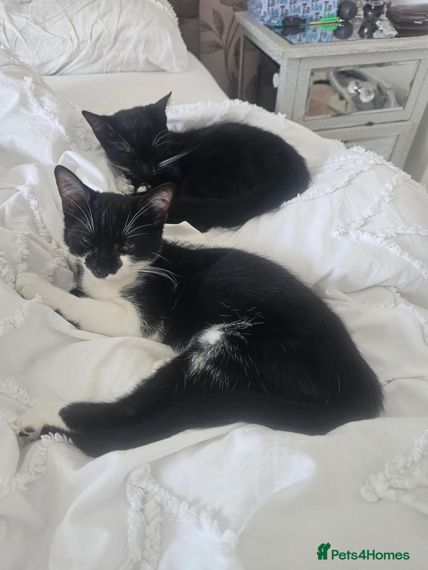 Domestic Shorthair cats Two beautiful, friendly female kittens - Advert 13