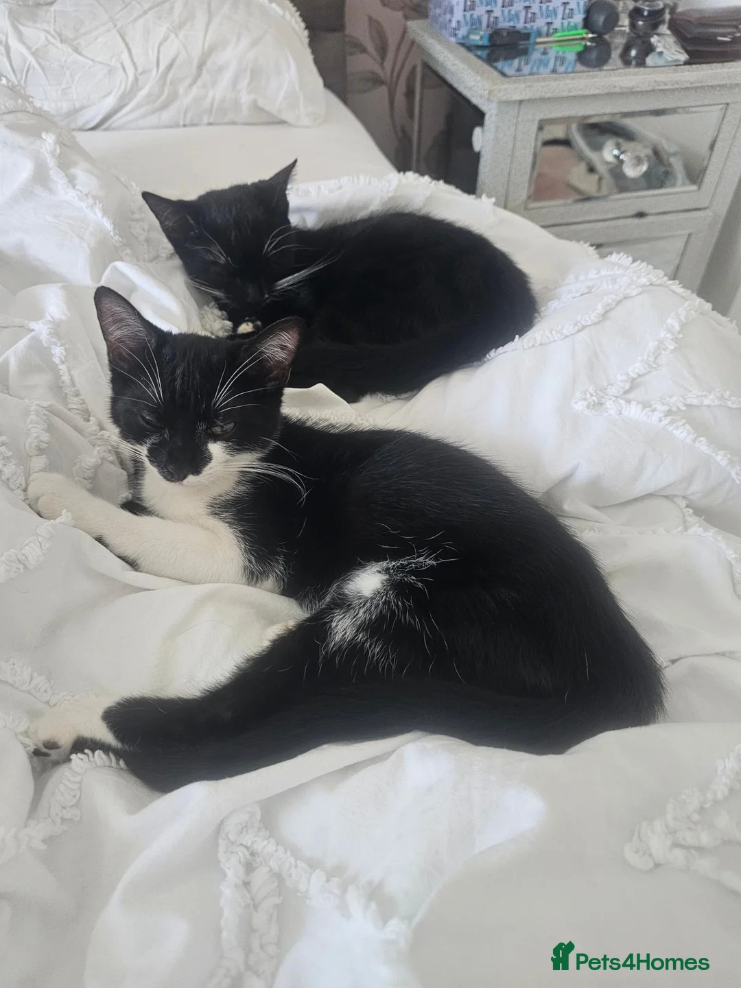 Domestic Shorthair cats for sale: Two beautiful, friendly female kittens in Broadstairs - Advert 1
