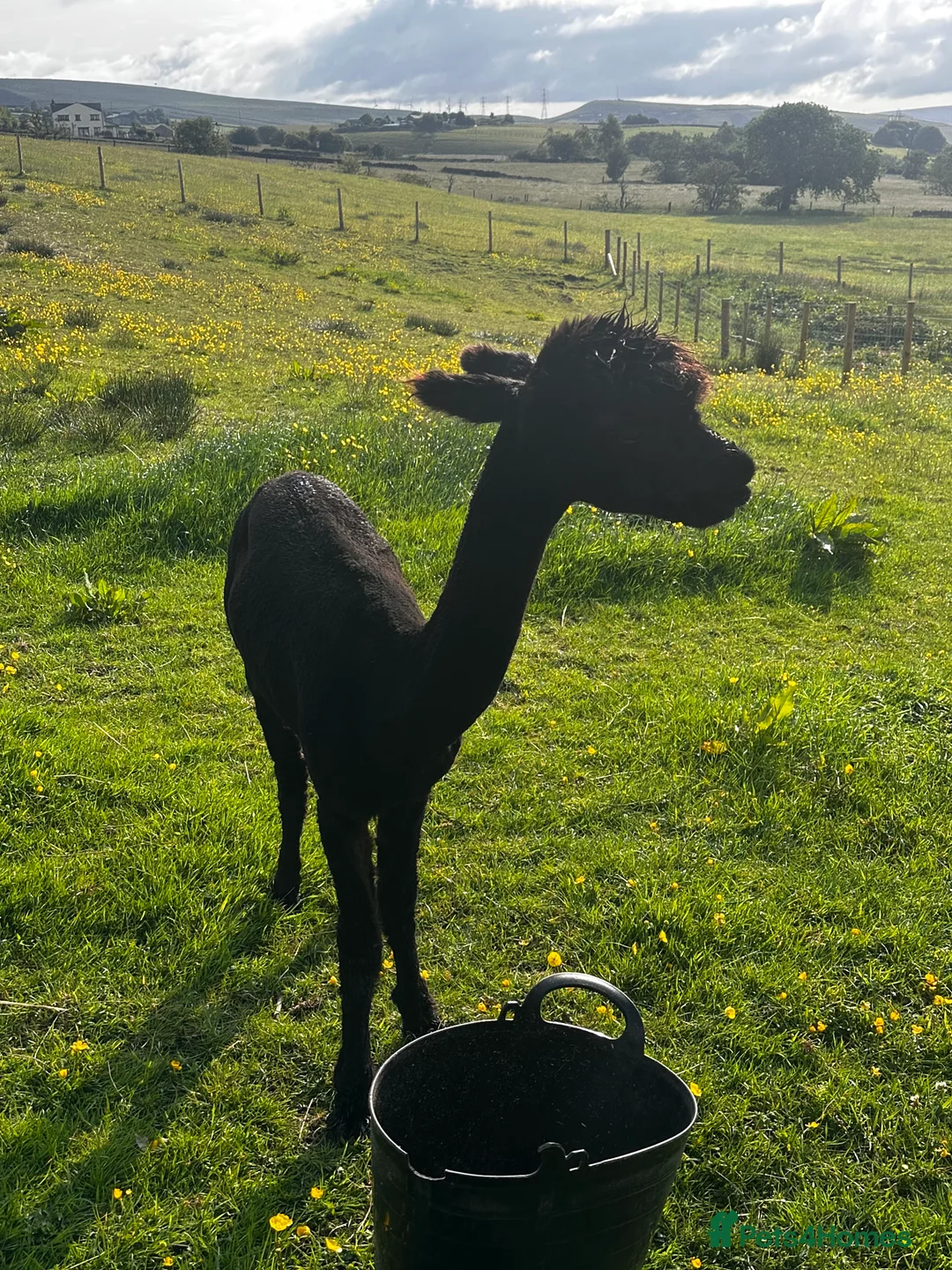 Alpaca livestock for sale: Alpacas  - Advert 11