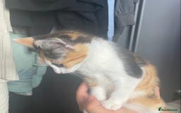Mixed Breed cats for sale: 10 weeks old kittens ready to leave  - Image 14