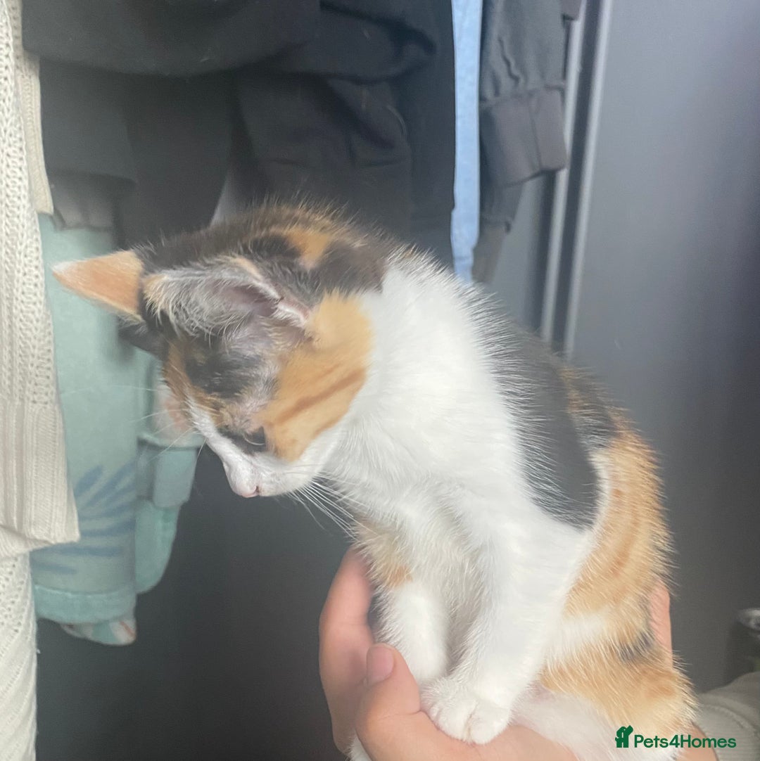 Mixed Breed cats for sale: 10 weeks old kittens ready to leave  - Image 14