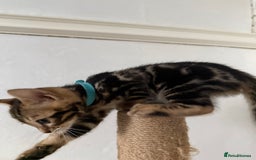 Bengal cats for sale: 6 Stunning Bengal kittens - Image 13