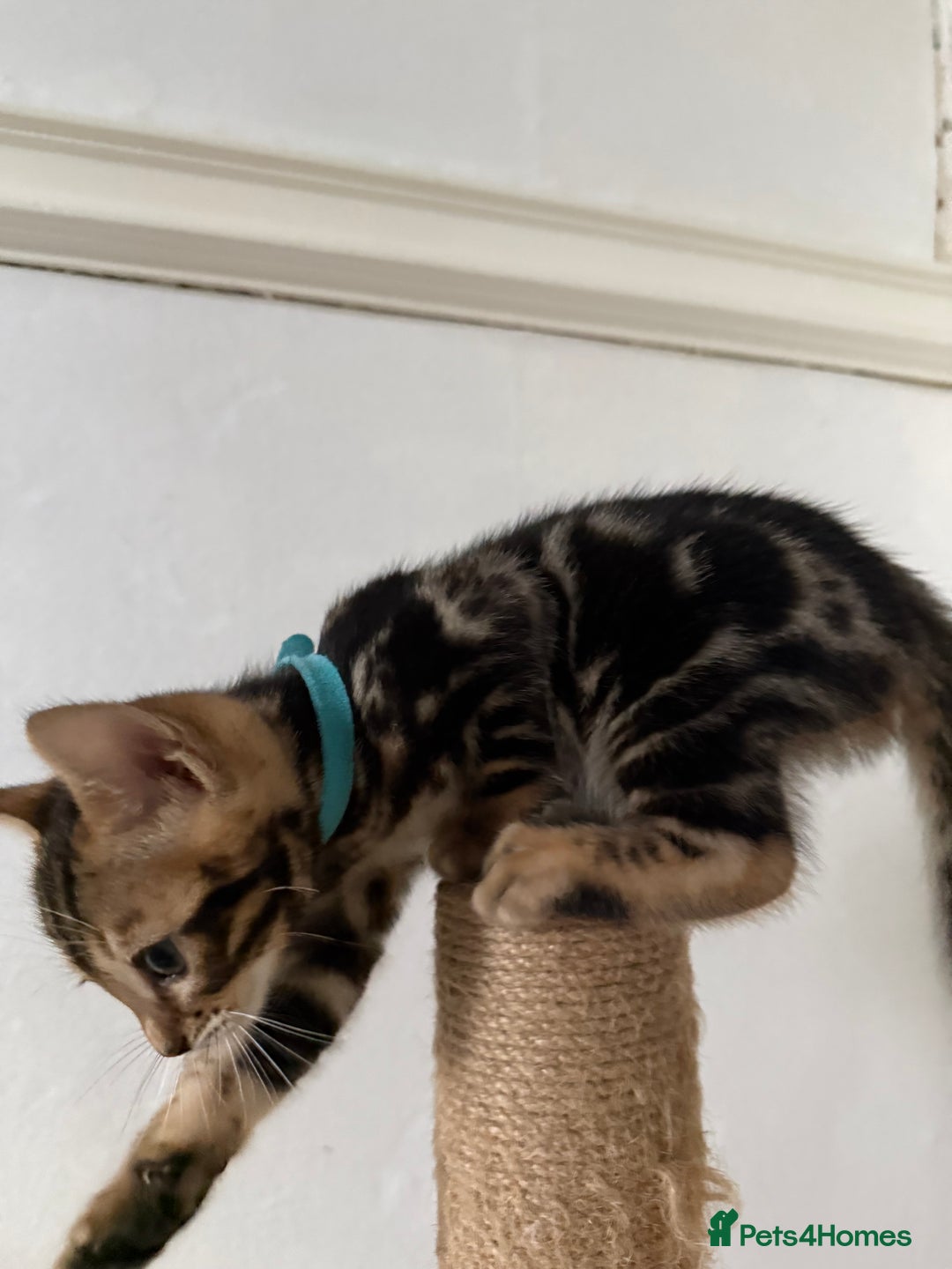 Bengal cats for sale: 6 Stunning Bengal kittens - Image 13