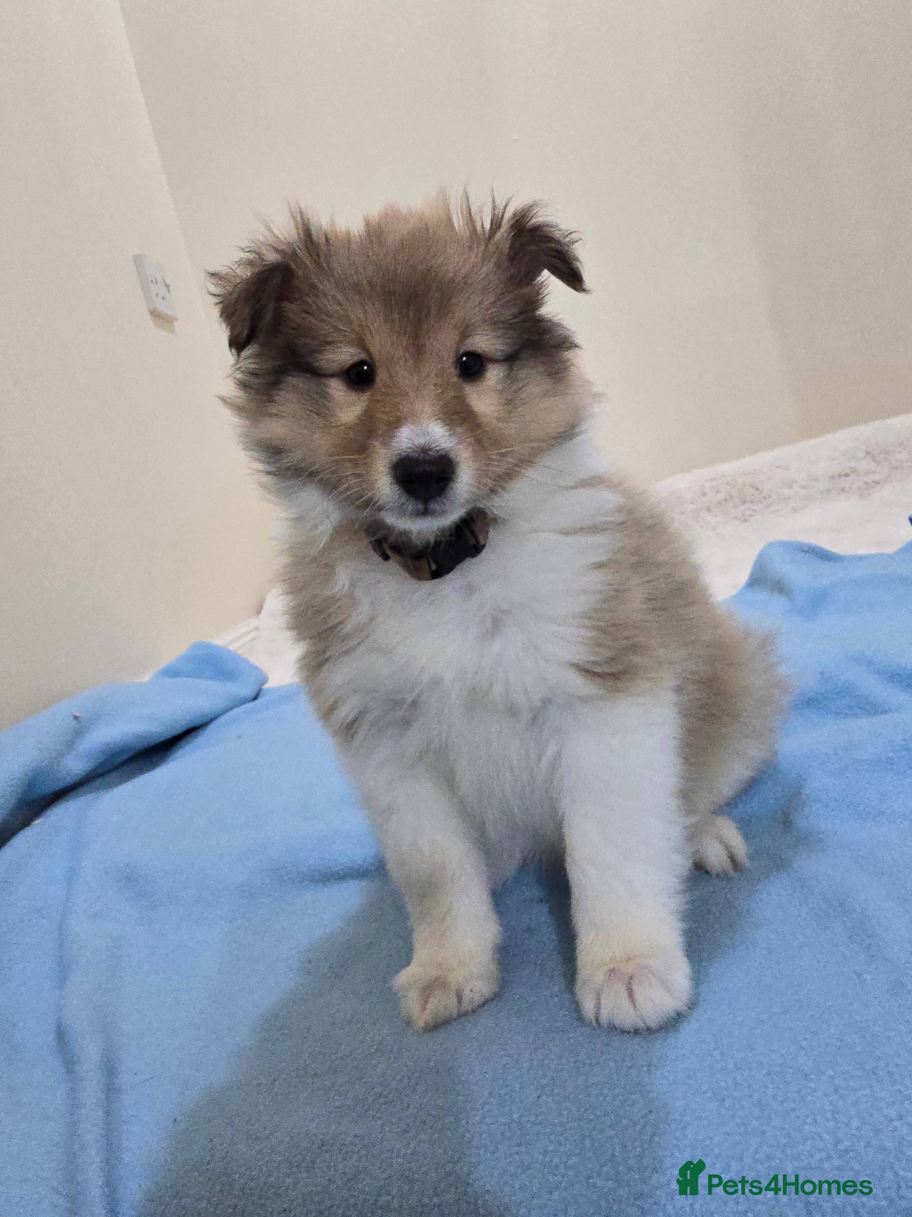 Shetland Sheepdog dogs Shetland sheepdog girl pups - Advert 1