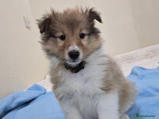 Shetland Sheepdog dogs Shetland sheepdog girl pups - Advert 1