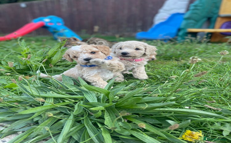 Miniature Poodle dogs - Advert 1
