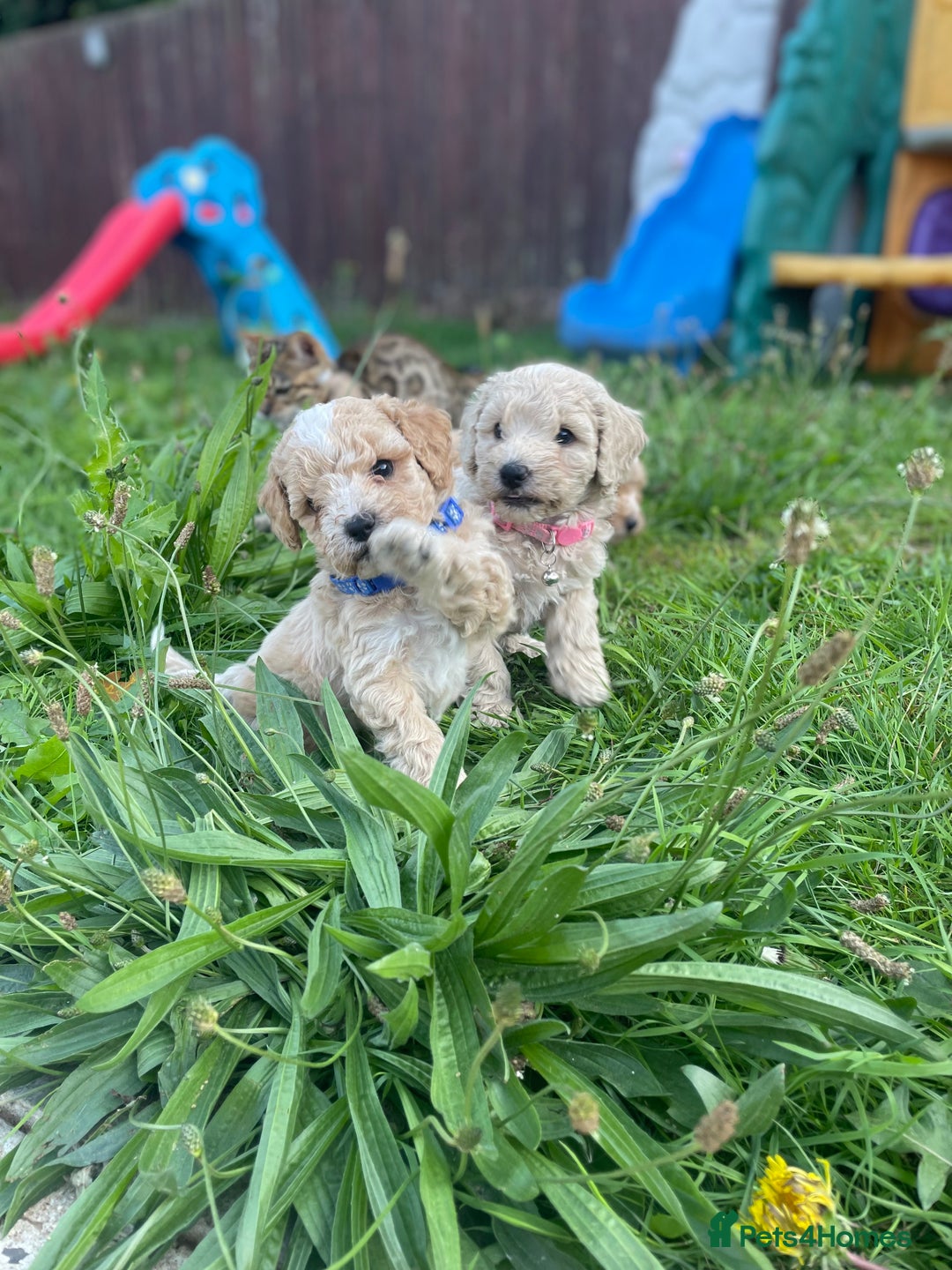 Miniature Poodle dogs for sale: Miniature poodle puppies  - Image 1