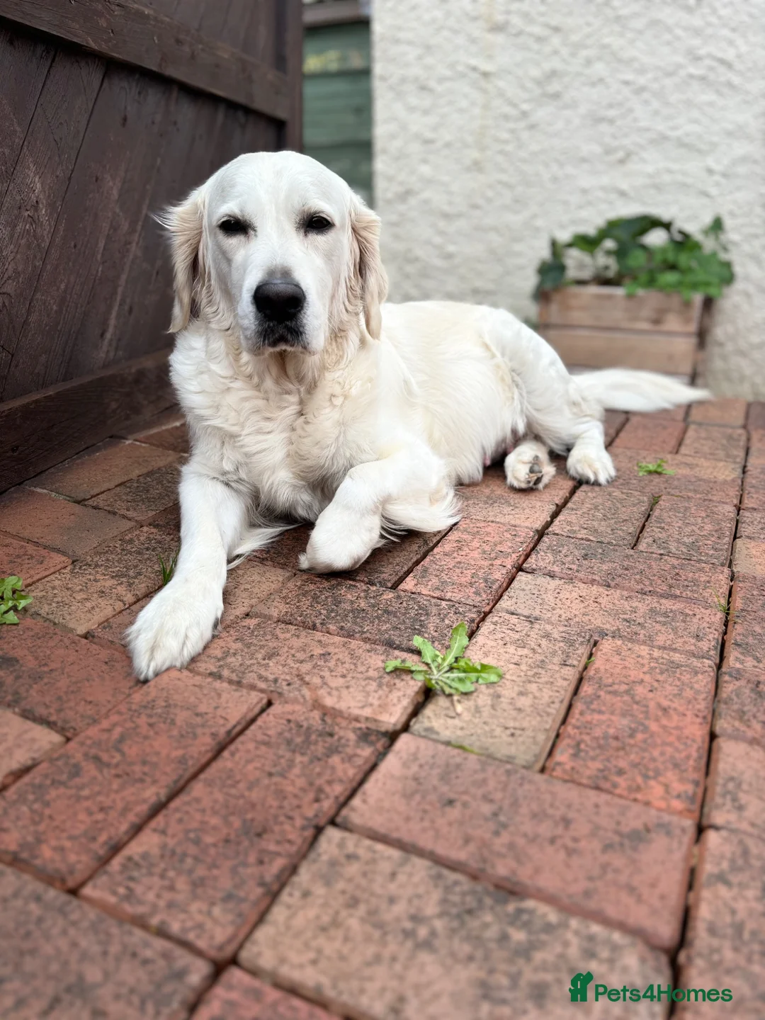 Golden Retriever dogs for sale: Golden retriever puppies🩷🩵 in Aberdare - Advert 2