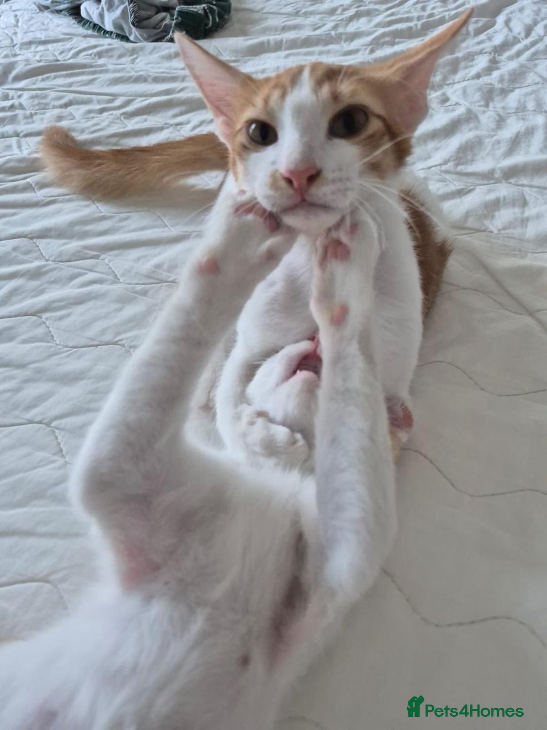 Mixed Breed cats for adoption: HARLEY & BOB BONDED BOYS 4M NEUTERED -VACCINATED  - Image 7