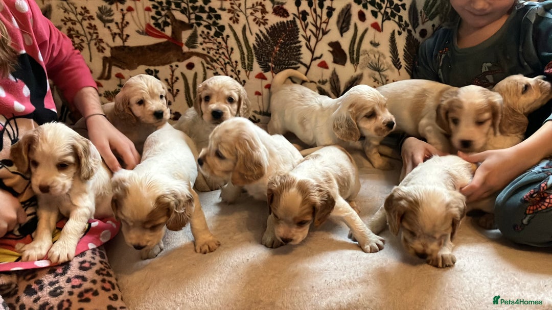 Cocker Spaniel dogs for sale: Cocker spaniel puppies (show type) - Advert 4