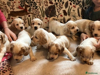 Cocker Spaniel dogs Cocker spaniel puppies (show type) - Advert 3