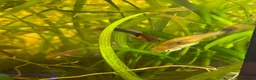 Live Bearers fish for sale: Common Guppy in Cheltenham - Advert 2