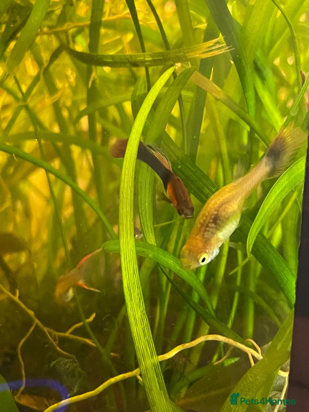 Live Bearers fish for sale: Common Guppy in Cheltenham - Advert 2
