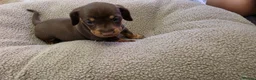 Miniature Dachshund dogs for sale: Miniature dashhound  - Advert 16