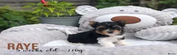 Yorkshire Terrier dogs for sale: Beautiful Litter of Six Biewer Terriers! - Advert 21