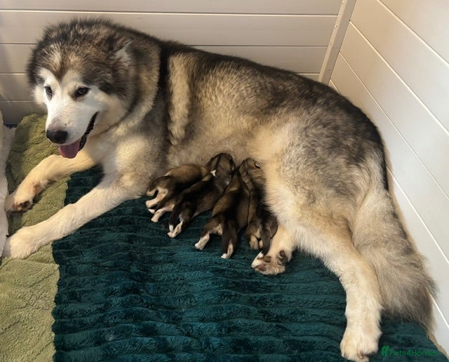 Alaskan Malamute dogs One beautiful girl available  - Advert 1
