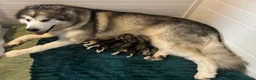 Alaskan Malamute dogs for sale: One beautiful girl available  - Advert 1