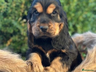 Cocker Spaniel dogs Stunning show cocker spaniels - Advert 1