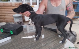 Lurcher dogs for sale: 1 female lurcher pup - Image 1