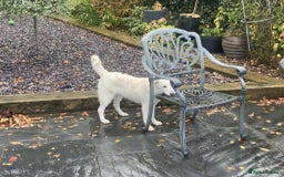 Mixed Breed dogs for adoption: Adorable Abbie is still Looking for Love 🐾 - Image 9