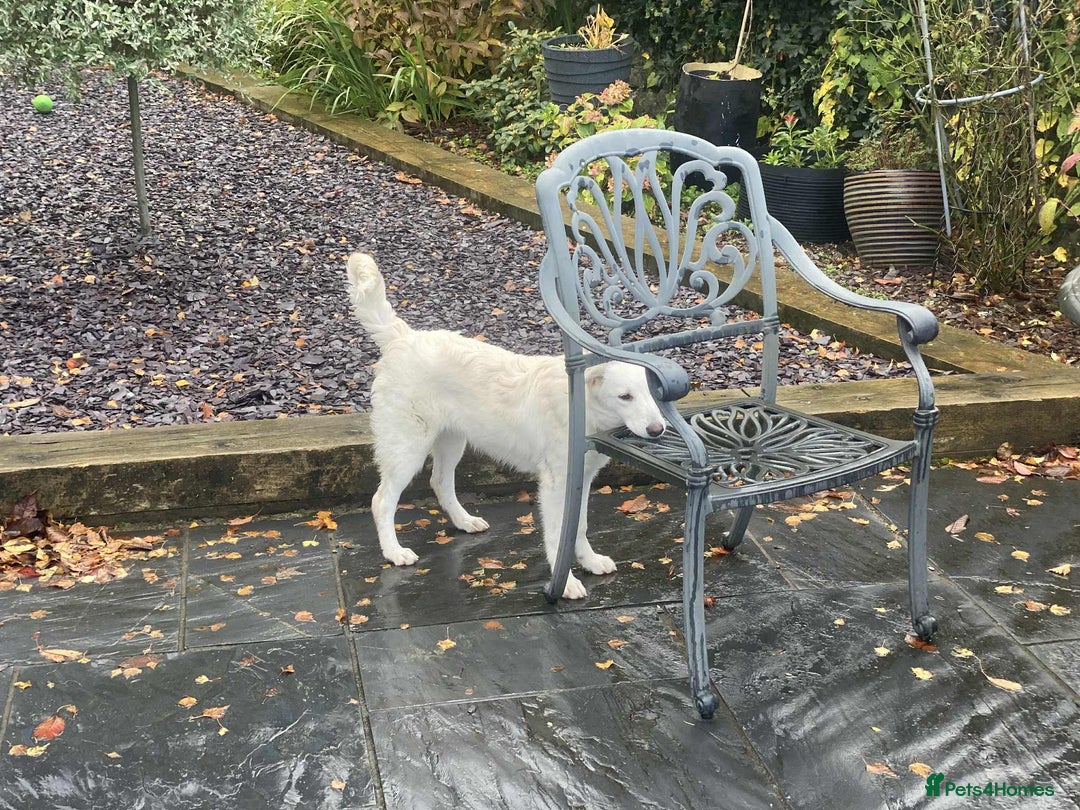 Mixed Breed dogs for adoption: Adorable Abbie is still Looking for Love 🐾 - Image 9