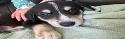 Mixed Breed dogs for sale: 7 beautiful siberian husky x labrador puppies - Advert 16