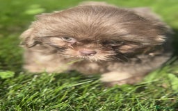 Shih Tzu dogs for sale: Shihtzus lilacs 5* KC REGISTERED - Image 5