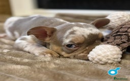 French Bulldog dogs for sale: Rojo and Isabella Merle Pups - Image 5