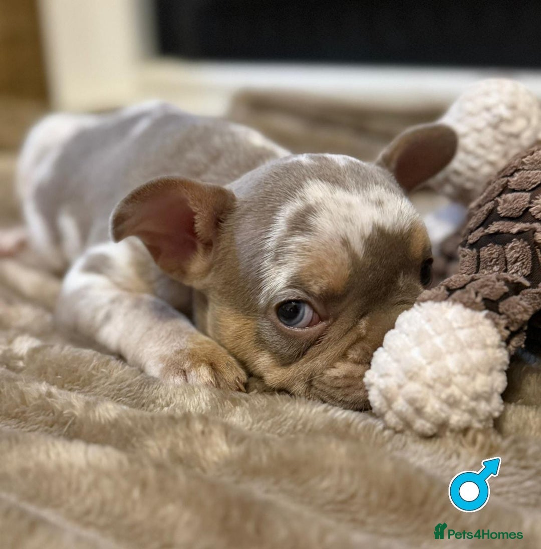 French Bulldog dogs for sale: Rojo and Isabella Merle Pups - Image 5