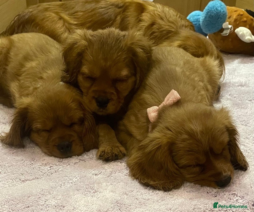 Cockalier dogs for sale: Gorgeous Cockalier Puppies… - Image 30