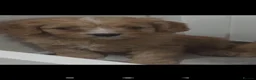 Cavapoo dogs for sale: F1 cavapoo puppies  - Advert 4