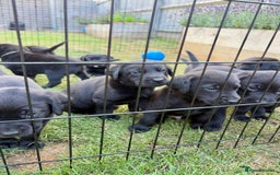 Labrador Retriever dogs for sale: KC Reg Black Labrador Puppies - Image 26