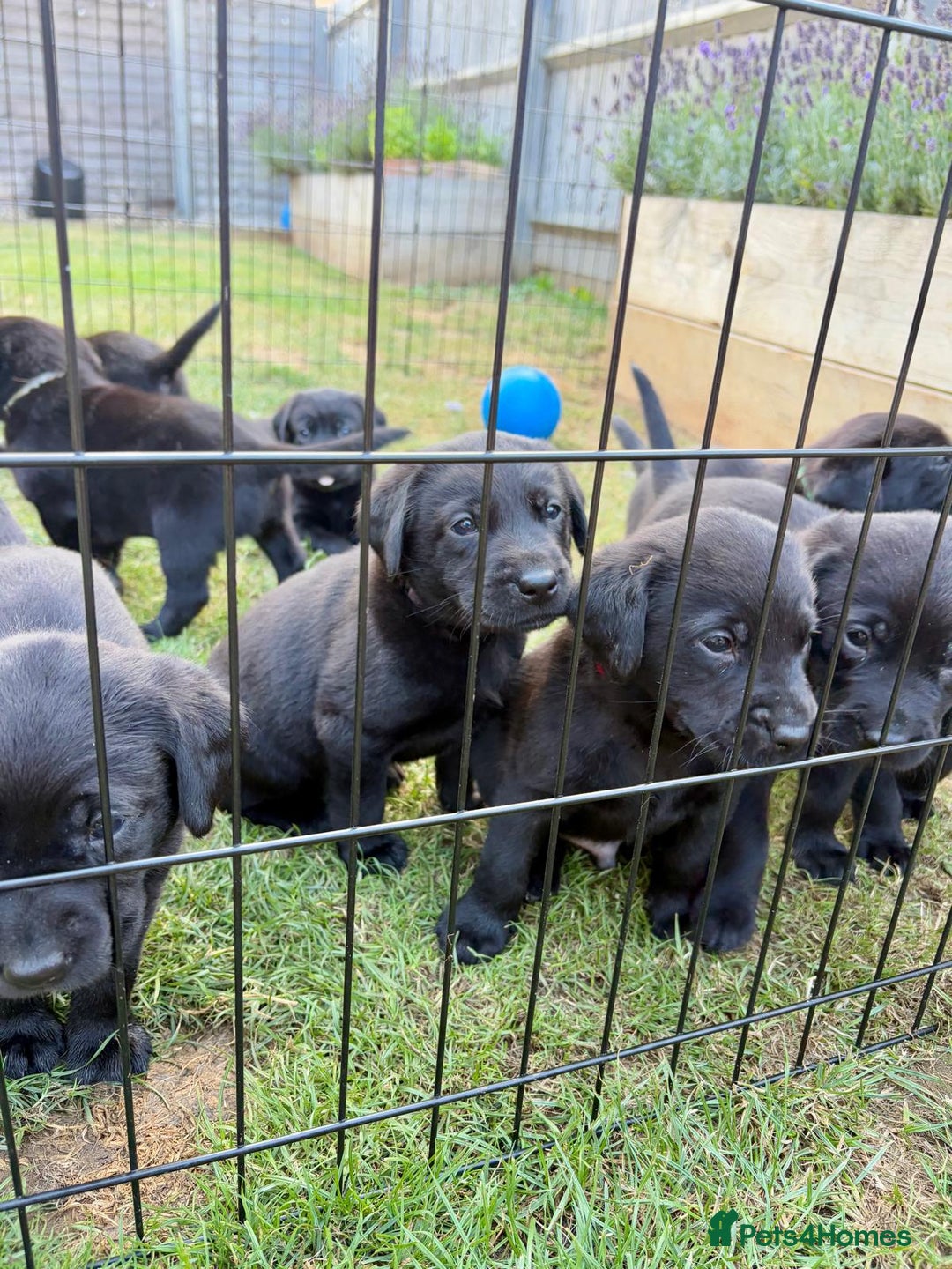 Labrador Retriever dogs for sale: KC Reg Black Labrador Puppies - Image 26