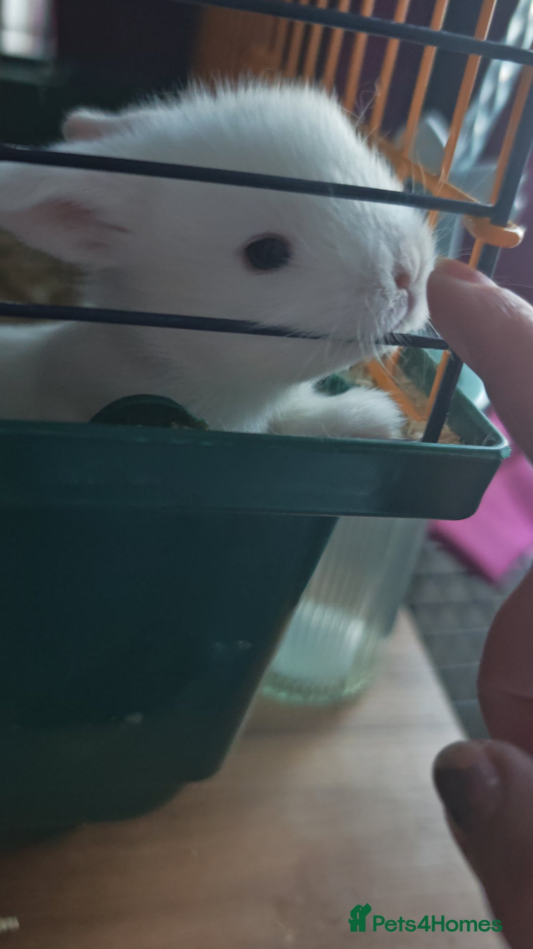 Lionhead rabbits for sale: 4 baby Lionhead rabbits - Advert 25