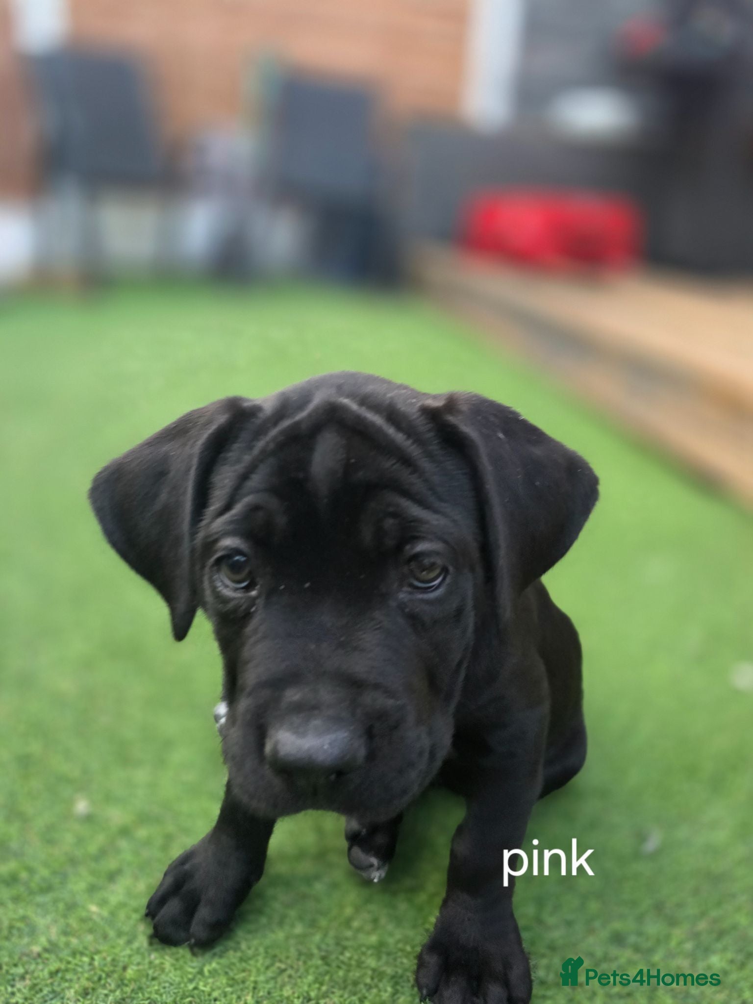 Cane Corso dogs Last Cane Corso puppy - Advert 11