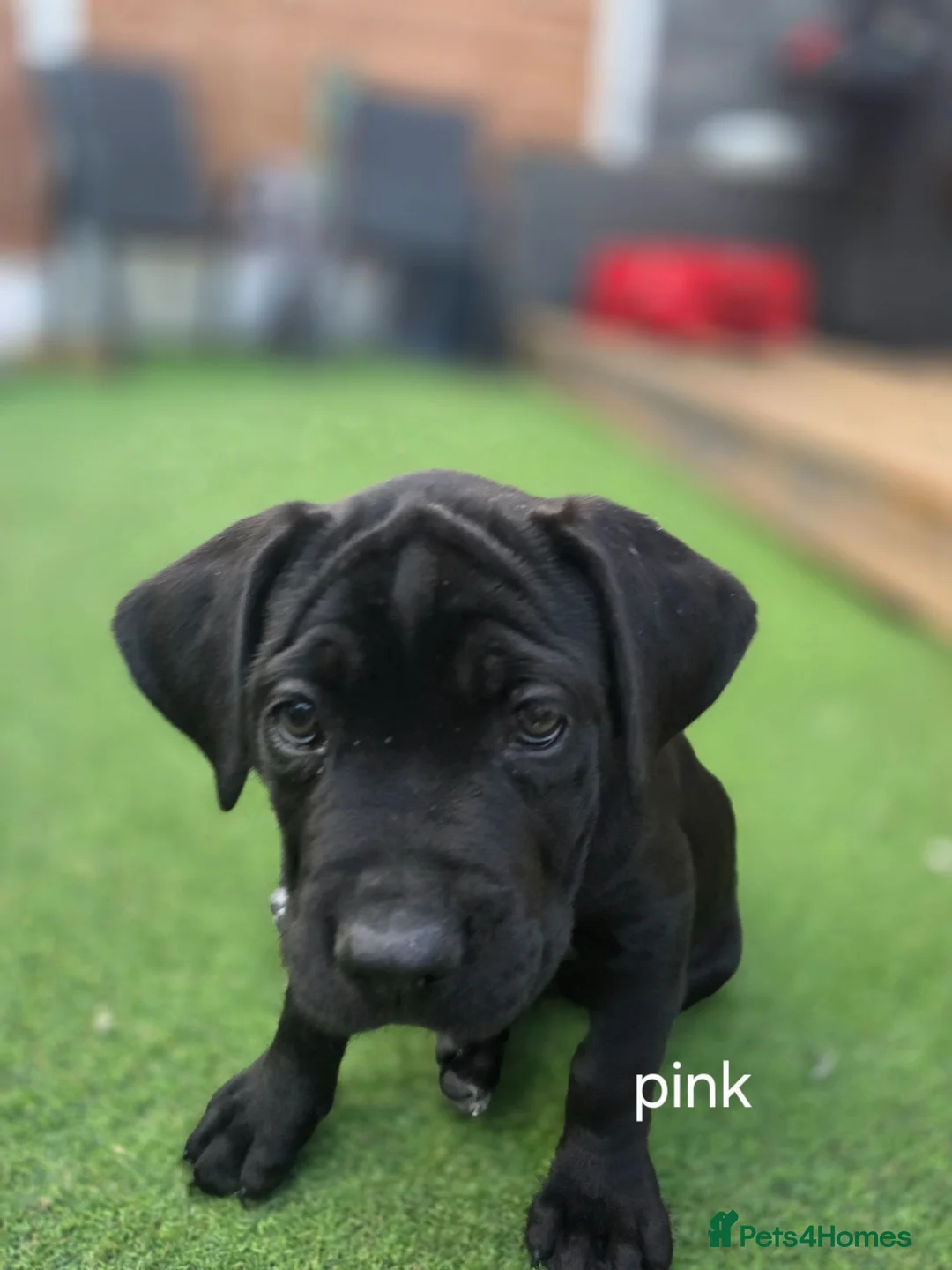 Cane Corso dogs for sale: Last Cane Corso puppy - Advert 1