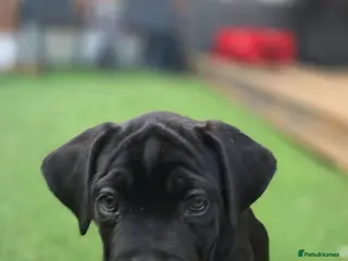 Cane Corso dogs Last Cane Corso puppy - Advert 6