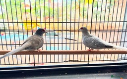 Doves birds for sale: Two diamond doves - Image 1