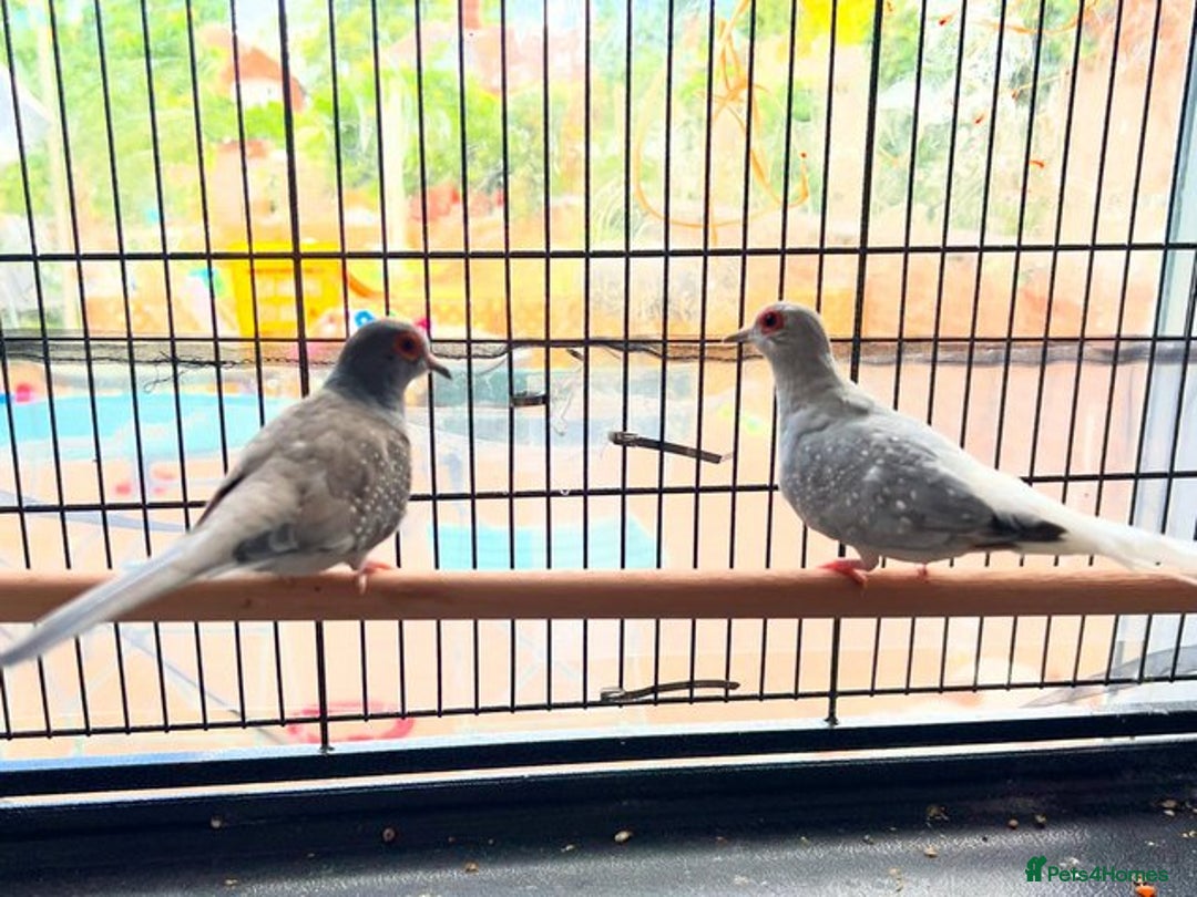 Doves birds for sale: Two diamond doves - Image 1