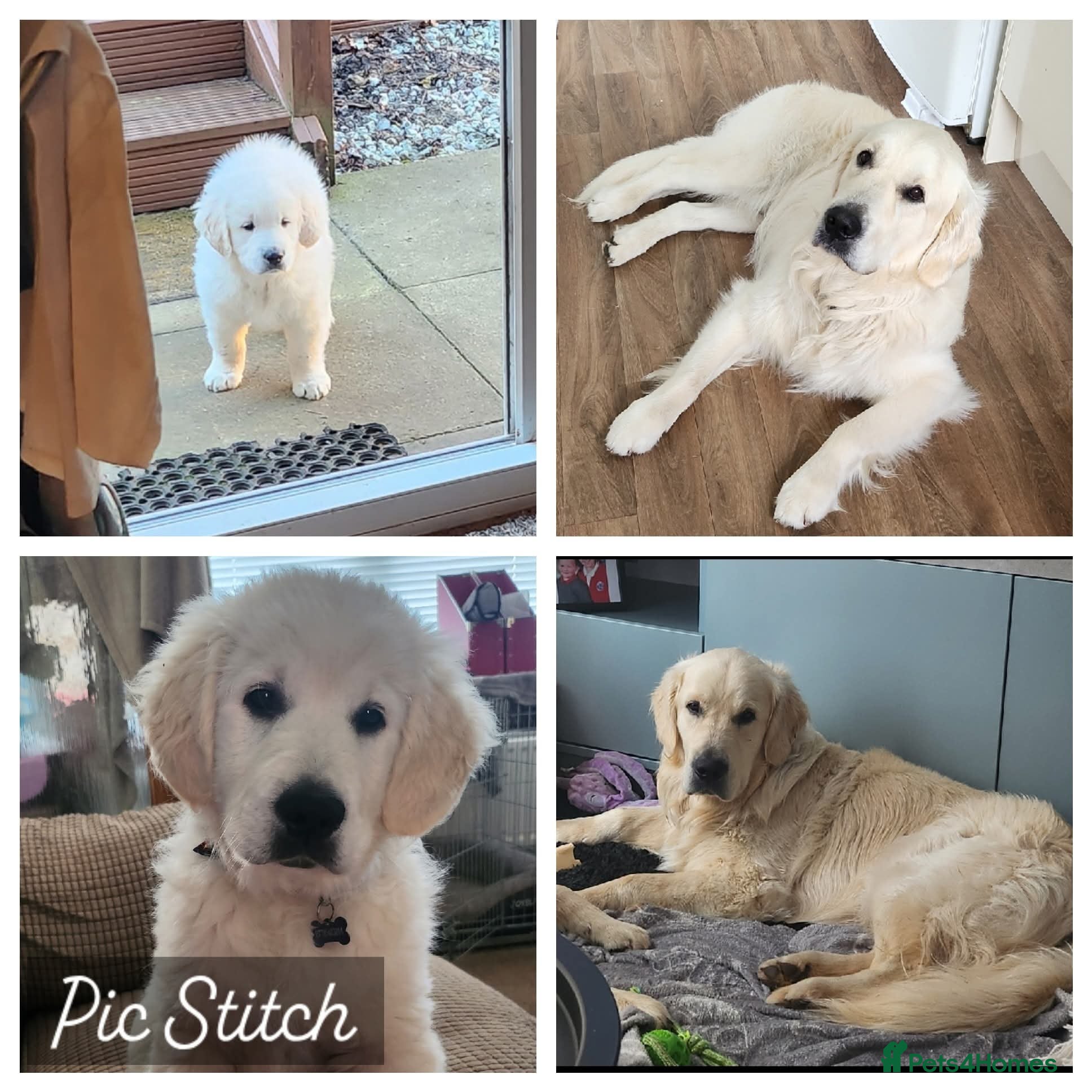 Golden Retriever dogs Dog available for stud - Advert 2