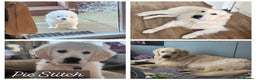 Golden Retriever dogs for stud: Dog available for stud - Advert 1