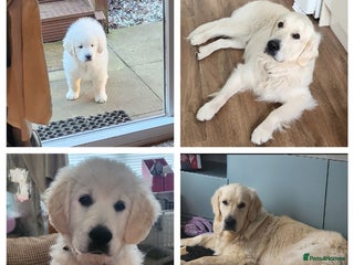 Golden Retriever dogs Dog available for stud - Advert 2