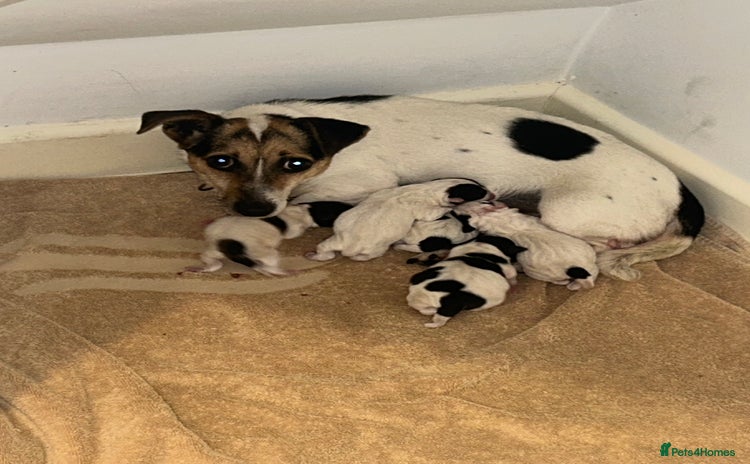 Jack Russell dogs - Advert 5