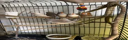 Finches birds for sale: Baby zebra finch  - Advert 2