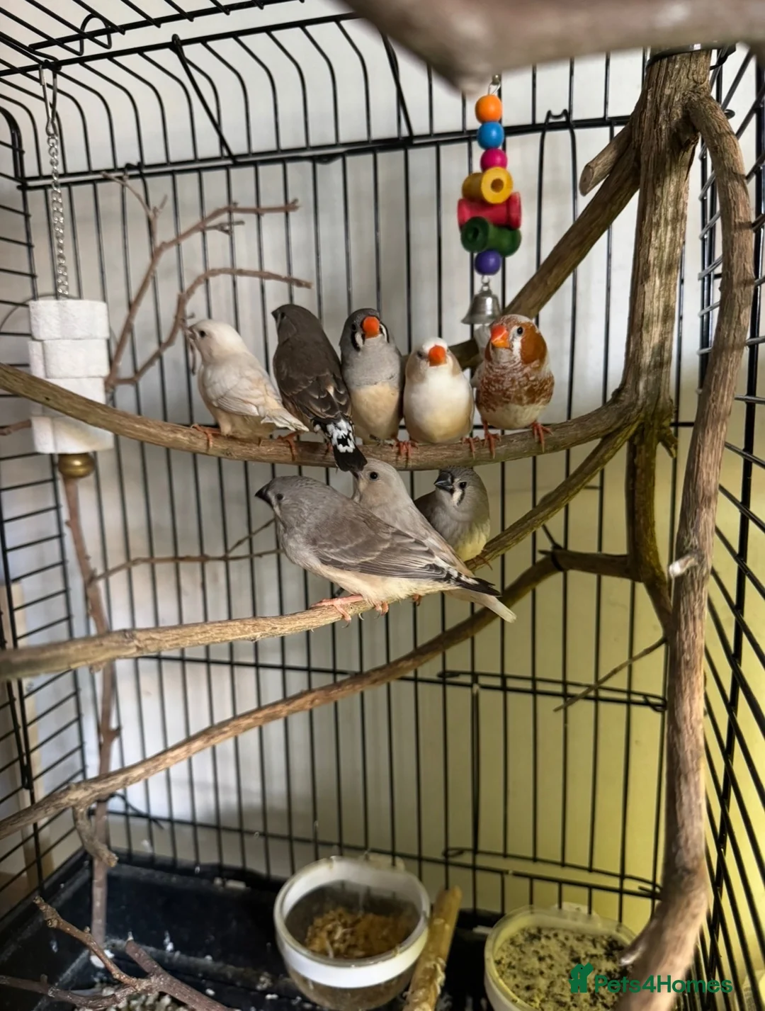 Finches birds for sale: Baby zebra finch  - Advert 2