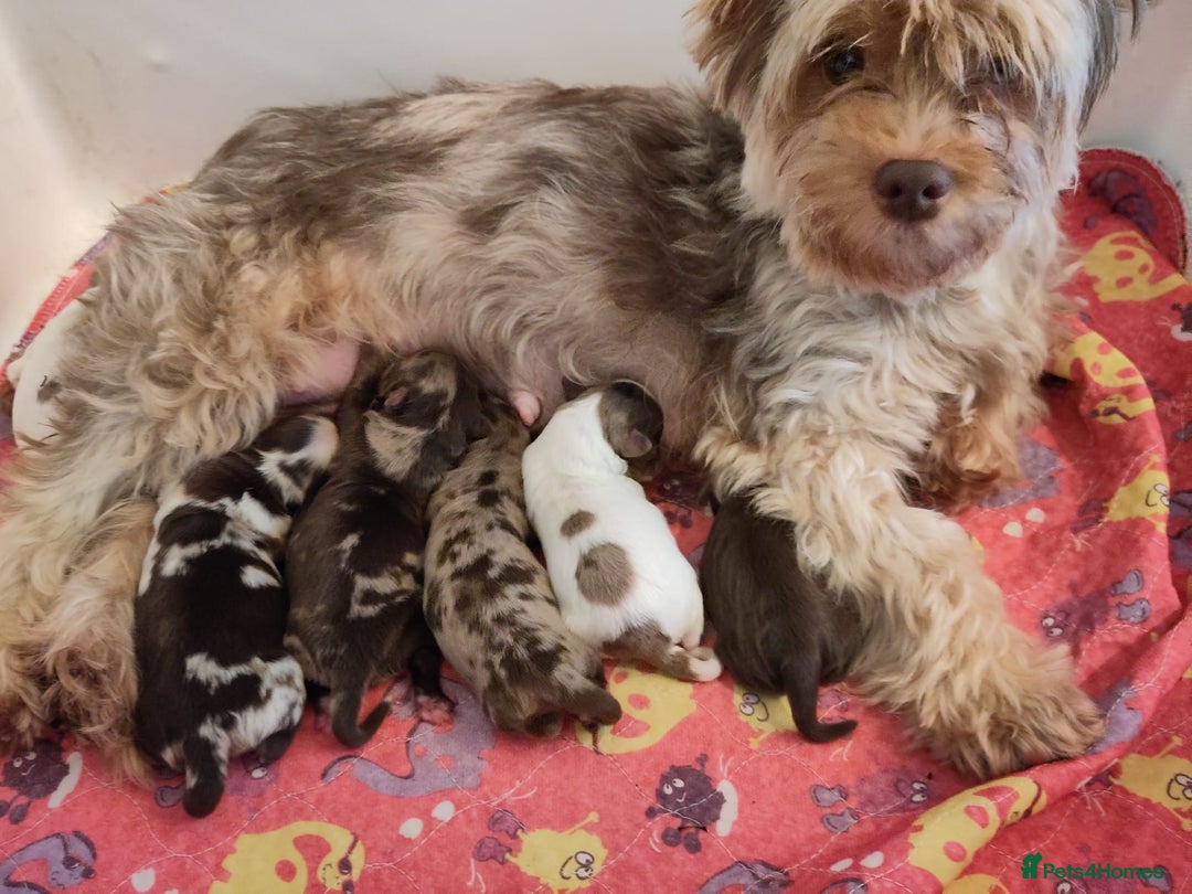 Yorkshire Terrier dogs for sale: Stunning Biro & Merle Yorkie Girls – Ready Nov 25 - Image 8